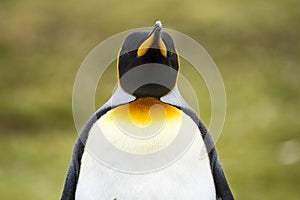 King Penguin - Closeup