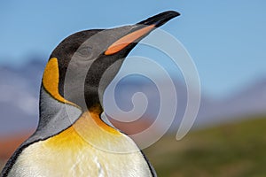 King penguin. A closeup of a King penguin`s head.