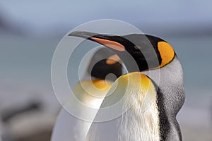 King penguin. A closeup of a King penguin`s head.