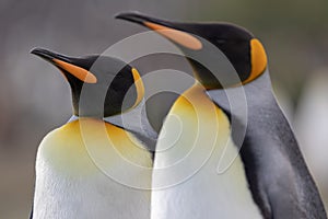 King penguin. A closeup of a King penguin`s head.