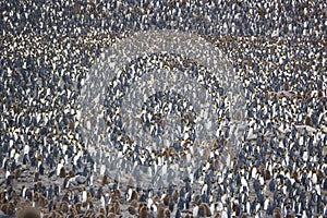 King Penguin Colony