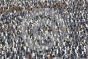 King Penguin Colony photo