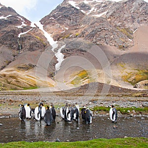 King Penguin Colony, Antarctica