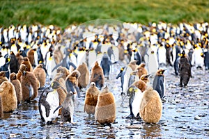 King penguin colony - Aptendytes patagonica -  brown fluffy chicks and adult penguins, South Georgia