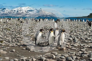 El rey pingüinos en hermoso con nieve cubierto montanas sur 