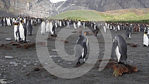 King penguin Colony with chicks