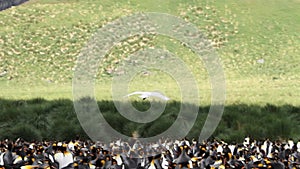 King penguin Colony with chicks