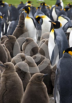 King Penguin Colony - Falkland Islands