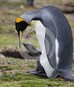 King Penguin Colony - Falkland Islands