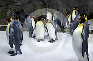 King penguin colony photo