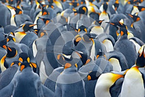 King penguin colony. Many birds together, in Falkland Islands. Wildlife scene from nature. Animal behaviour in Antarctica. Penguin