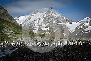 King penguin colony and mountains, South Georgia Island