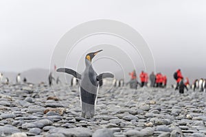 King Penguin - colony in Salisbury Plain a vast plain washed out by the Grace Glacier on South Georgia