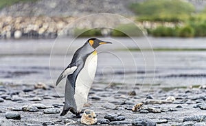 King Penguin - colony in Salisbury Plain a vast plain washed out by the Grace Glacier on South Georgia