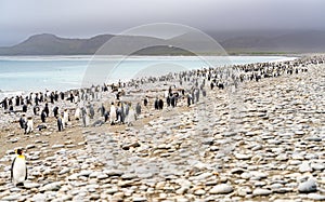 King Penguin - colony in Salisbury Plain a vast plain washed out by the Grace Glacier on South Georgia