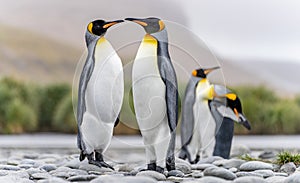 King Penguin colony in Salisbury Plain a vast plain washed out by the Grace Glacier on South Georgia