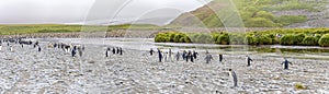 King Penguin colony in Salisbury Plain a vast plain washed out by the Grace Glacier on South Georgia