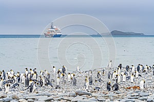 King Penguin colony in Salisbury Plain a vast plain washed out by the Grace Glacier on South Georgia