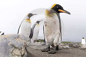 King Penguin colony in Salisbury Plain a vast plain washed out by the Grace Glacier on South Georgia