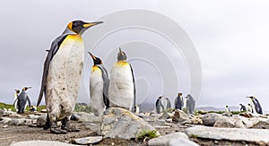 King Penguin colony in Salisbury Plain a vast plain washed out by the Grace Glacier on South Georgia