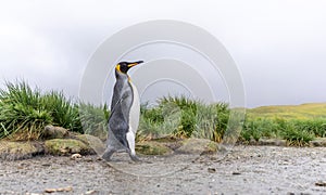 King Penguin colony in Salisbury Plain a vast plain washed out by the Grace Glacier on South Georgia