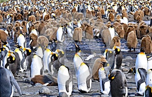 King penguin colony on South Georgia Island