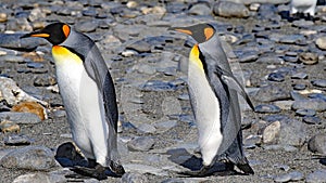 King penguin colony on South Georgia Island