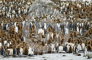 King Penguin Colony-St. Andrews Bay, South Georgia