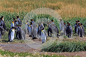 A King Penguin Colony on Tierra del Fuego