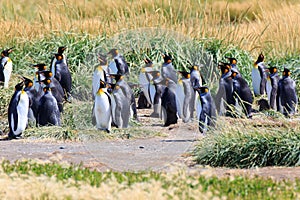 A King Penguin Colony on Tierra del Fuego