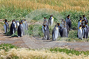 A King Penguin Colony on Tierra del Fuego