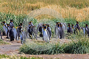 A King Penguin Colony on Tierra del Fuego