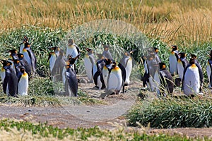 A King Penguin Colony on Tierra del Fuego