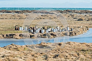 King Penguin Colony in Tierra del Fuego, Chile photo
