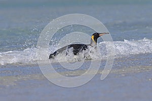 King Penguin coming ashore in the Falkland Islands