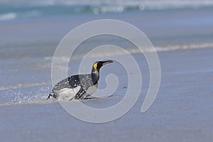 King Penguin coming ashore in the Falkland Islands