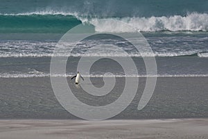 King Penguin coming ashore in the Falkland Islands