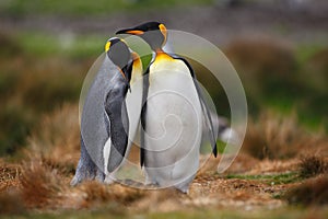 King penguin couple cuddling in wild nature with green background
