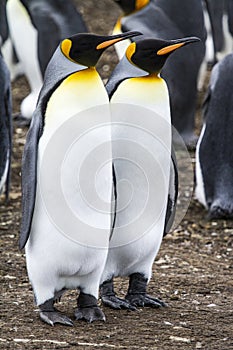 King Penguin - Couple Dreaming The Future