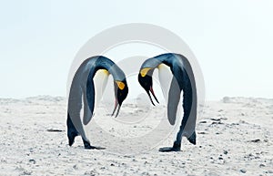 King penguin courtship behaviour during mating season