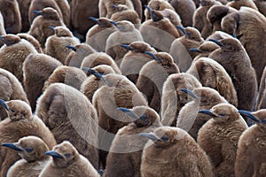 King Penguin Creche - Falkland Islands
