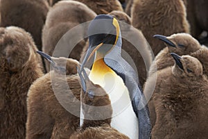 King Penguin creche in the Falkland Islands