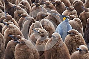 Dospelý kráľ tučniak v jasle z mláďatá 