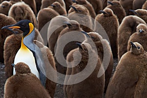 Adult King Penguin Stands of from the Crowd in a Creche