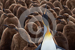 Adult King Penguin Stands Out from the Crowd in a Creche