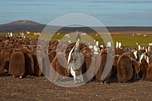 King Penguin Creche - Falkland Islands