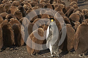 King Penguin creche in the Falkland Islands