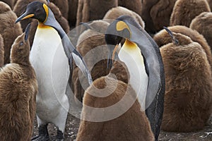 King Penguin creche in the Falkland Islands