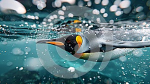 King penguin diving feather detail, bubbles, colorful southern ocean background