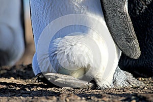 King penguin with an egg between the feet, aptenodytes patagonicus, Saunders, Falkland Islands photo